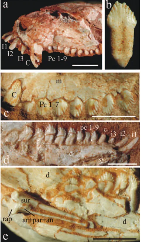 Fig. 8 – Riograndia guaibensis. (a) UNISINOS-4881 in lateral view; (b) UFRGS-PV-0842-T in lingual view;