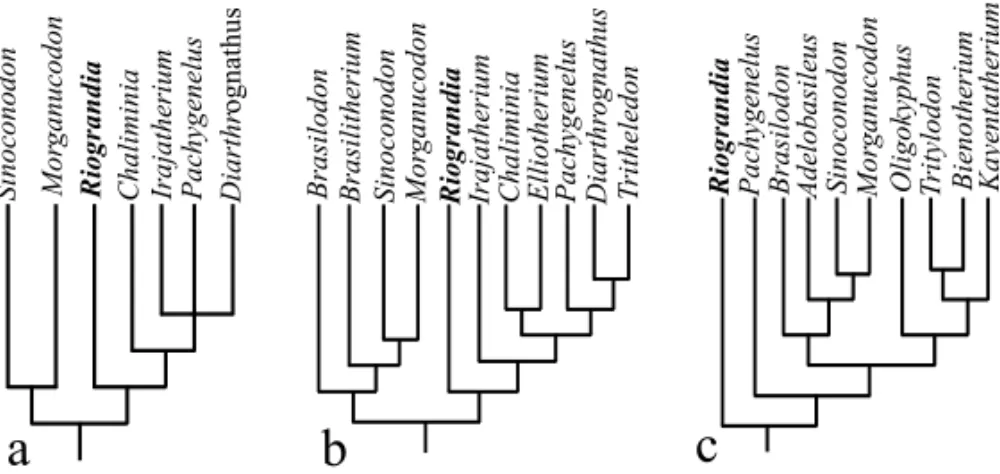 Fig. 2 – Partial cladograms for Eucynodontia showing the relationships between Riograndia and the other Mammaliamorpha (sensu Kielan-Jaworowska et al