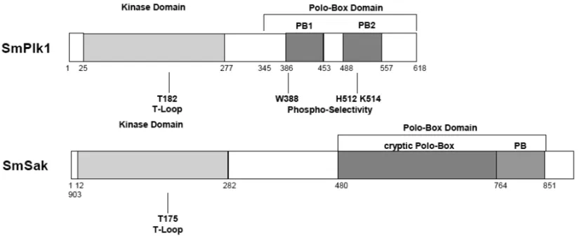 Fig. 2 – Schematic representation of the two S. mansoni polo-like kinases. SmPlk1 is similar to other Plk1 proteins composed of a conserved N-terminal kinase domain containing in its activation T-loop the conserved Threonine residue (T182) whose phosphoryl