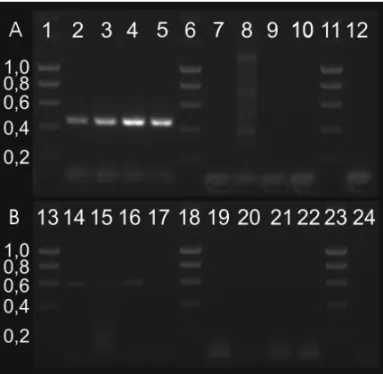 Fig. 2 – A, RT-PCR analyses detecting SmcGK1 transcripts of the expected size (452 bp) in pairing-experienced females (ef; lane 2);