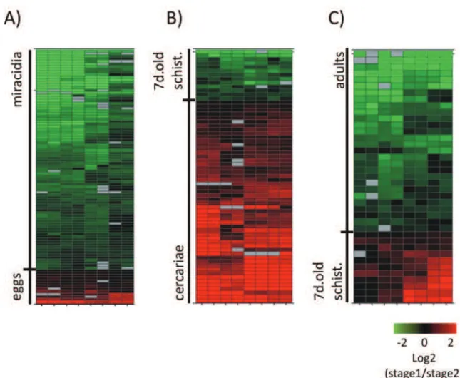 Fig. 4 – Heat map of differential expression of non-protein coding genes between two developmental stages
