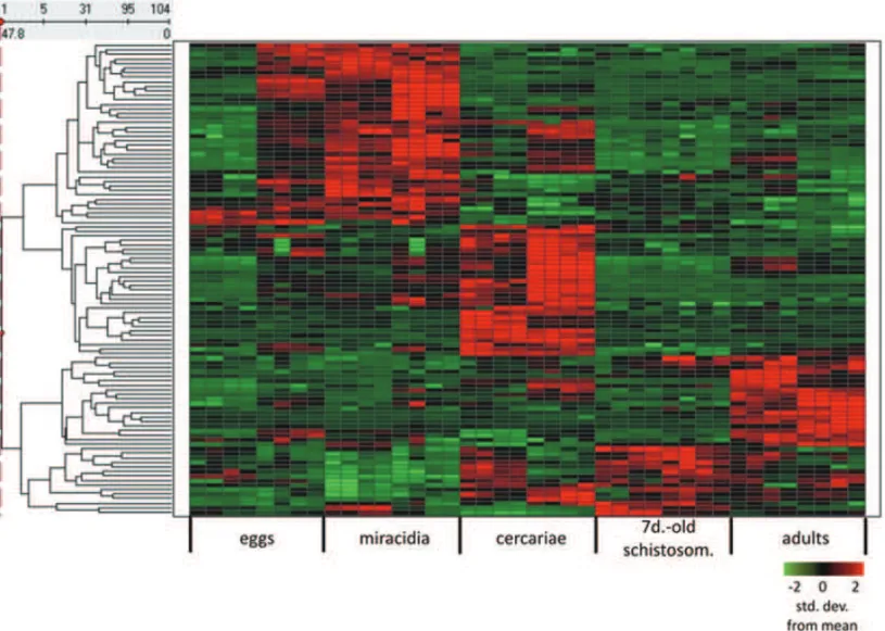 Fig. 5 – Heat map of differential expression of non-protein coding genes among 5 developmental stages