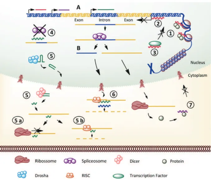 Fig. 1 – Main described mechanisms of ncRNA action in the cell. Pre-transcriptional mechanism: (1) ncRNAs acting on protein complexes that are involved in chromatin remodeling lead local regulation of gene expression; (2) ncRNA forms a triplex at the promo