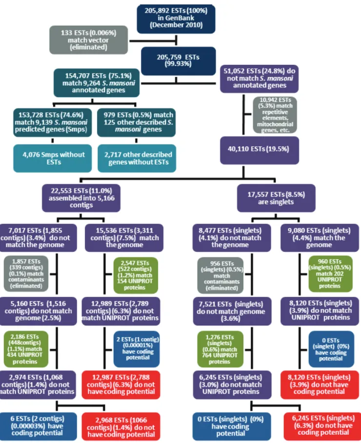 Fig. 2 – Workflow of the genome mapping and annotation of S. mansoni ESTs available in GenBank.