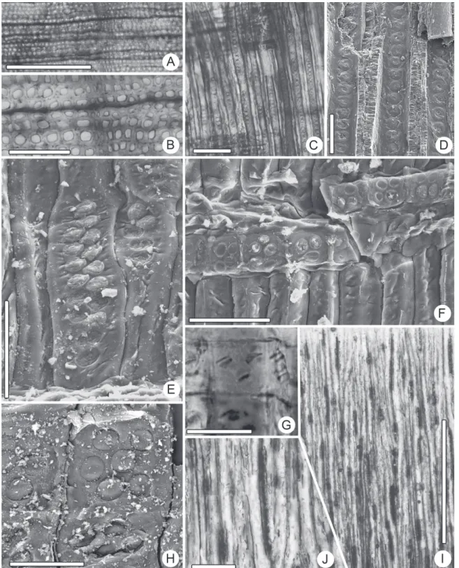 Fig. 2 - Agathoxylon sp. (A) General view of the transverse section (TS) (MPM PB 3178), scale bar = 1 mm