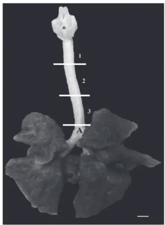 Fig. 1 - Trachea and lung of S. sciureus showing larynx (*), carina (A)  and demarcation of the cranial portion (1), middle (2) and caudal (3)  portions