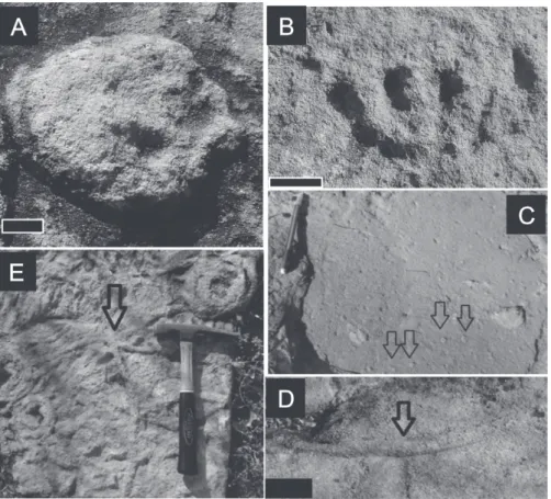 Figure 5 - Ediacaran fauna: A, Parvancorina minchami (Scale 1 cm); B, Pectinifrons abyssalis  (Scale 3 cm); and ichnofossiliferous association: C, Arenicolites Salter, 1857 (Scale 15 cm); 