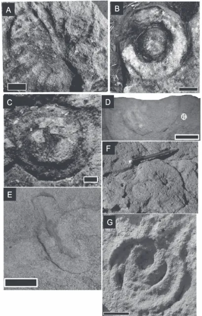 Figure 4 - Ediacaran fauna. A, Charniodiscus arboreus (Scale 3 cm); B,  Charniodiscus concentricus (Scale 4 cm); C, Cyclomedusa davidi (Scale  1 cm); D, Ediacaria flindersi (Scale 5 cm); E, Kimberella quadrata (Scale  2 cm); F, Medusinites asteroides (Scal