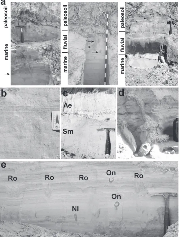 Figure 3 - a) Aspects of the marine-terrestrial transition: paleosoils (left), fluvial concordant (Type 1, in the middle; the arrows  indicate mud intraclasts, each division of the scale = 10 cm) and fluvial erosive (Type 2, on the right); b) Detail of the
