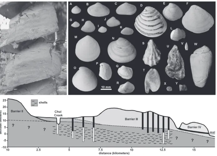 Figure 4 - Top: detail of the sediments removed from one drilling, each white speck is a shell