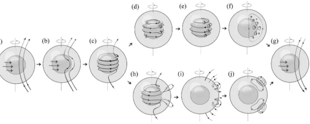 Figure 1 - Representative scheme of the main processes thought to occur during the solar cycle, departing from (a), an initial  poloidal field