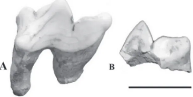Figure 1 - A- Panthera onca, left P4 in labial view (UNIRIO-PM  1031). Leopardus sp., deciduous P3 in labial view (UNIRIO-PM  1048)