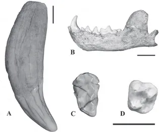 Figure 3 - A- Arctotherium wingei, lower right canine in  lingual view (UNIRIO-PM 1020)