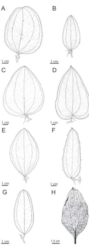 Figure 5 - Comparison among the external leaf morphologies  of  Cratosmilax jacksoni gen