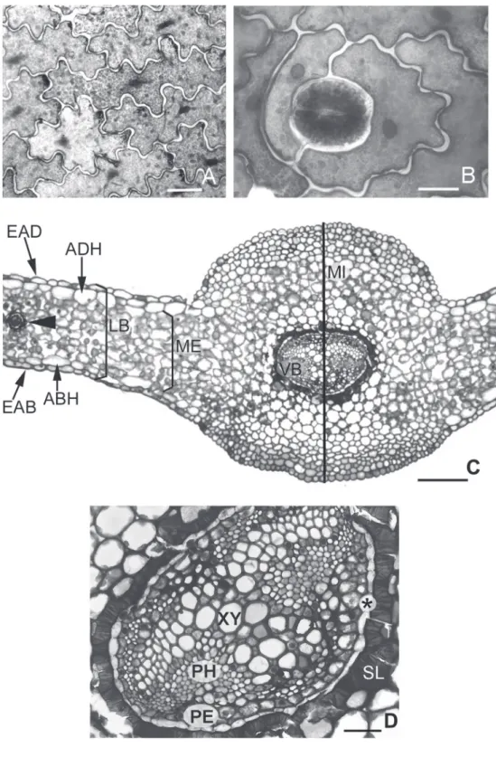 Figure 1 - Leaf sections of Microgramma squamulosa. A. Epidermis adaxial face. Bar = 20 µm