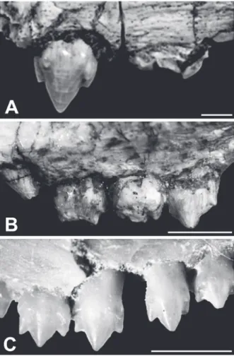 Fig. 5 - Comparisons of upper postcanines. A: Botucaraitherium  belarminoi gen. nov. et  sp