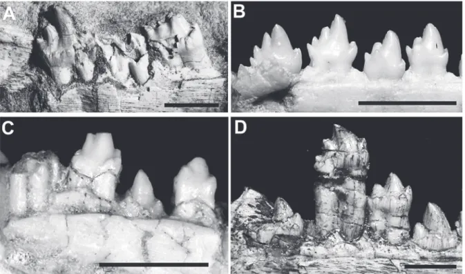 Fig. 6 -  Comparisons of the right posterior lower postcanines in lingual view.  A: Botucaraitherium belarminoi gen