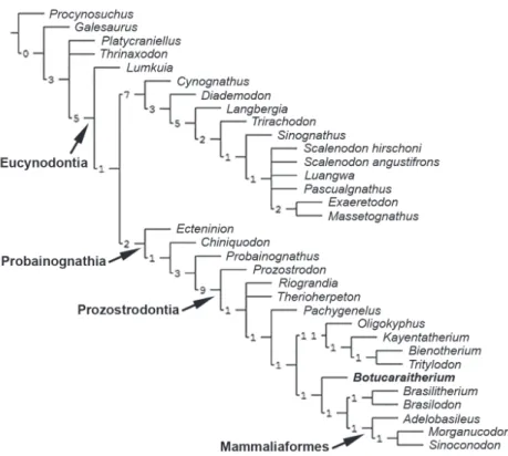 Fig. 7 - Strict consensus tree with Bremer index, positioning Botucaraitherium  belarminoi gen