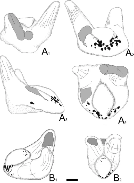 Figure 3 - Xenacanthus ragonhai sp. nov. from the Rio do Rasto Formation, Wordian to Wuchiapingian, Brazil