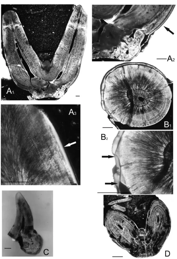 Figure 4 - Xenacanthus ragonhai sp. nov. from the Rio do Rasto Formation, Wordian to Wuchiapingian, Brazil teeth histology