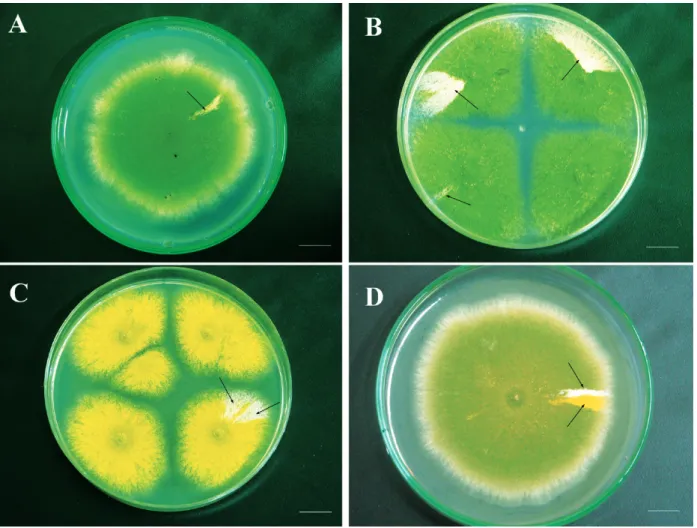 Figure 1 - Growth of A757//UT448 diploid strain in the absence of CPT or CPT-11 (control) (A)