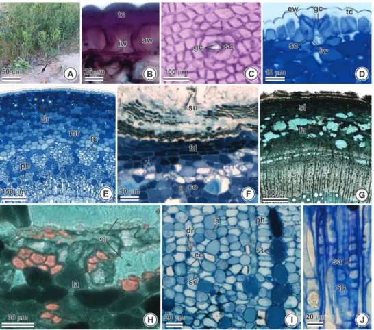 Figure 3 - Aerial stem of Tontelea micrantha. (A) General view. (B, D-I) Cross section
