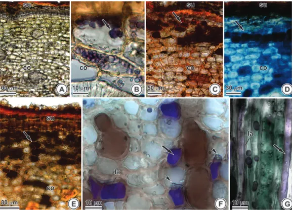 Figure 4 - Sections of the aerial stem of Tontelea micrantha subjected to different histochemical tests (arrows  show positive reactions)