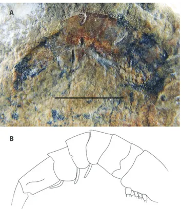 Figure 4 - Araripenaeus timidus n. gen. n. sp. (MCNHBJ 339). A, lateral  view of the holotype