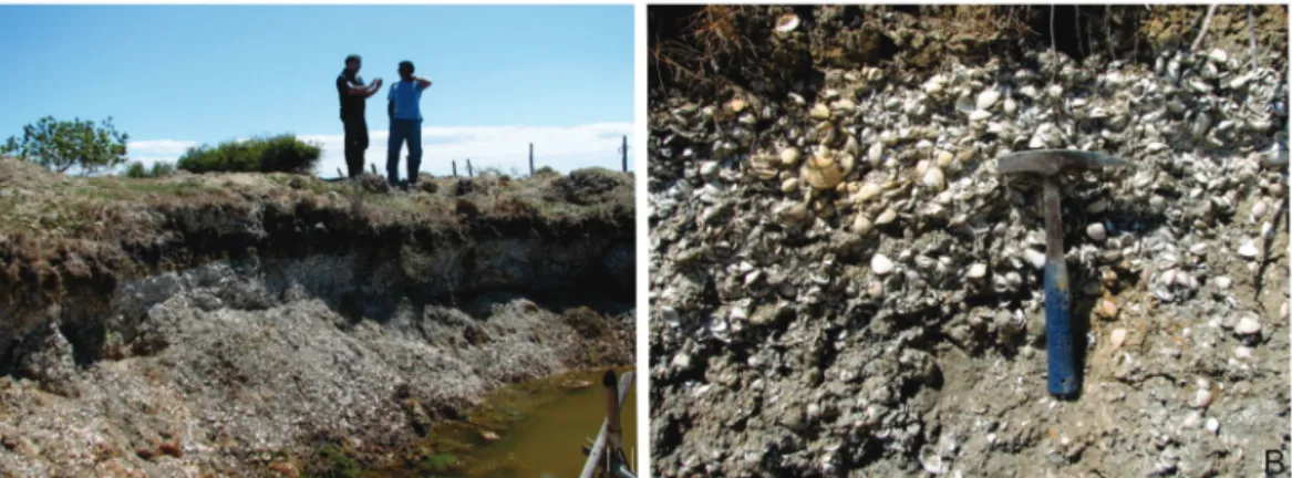 Figure  5  - Overview of mollusk shell deposits dated at 5287 – 5573 cal yr BP (sample HRHML /  LAGECOST 1455, Table I) Malhada Marsh, Cabo Frio - southeastern Brazil.