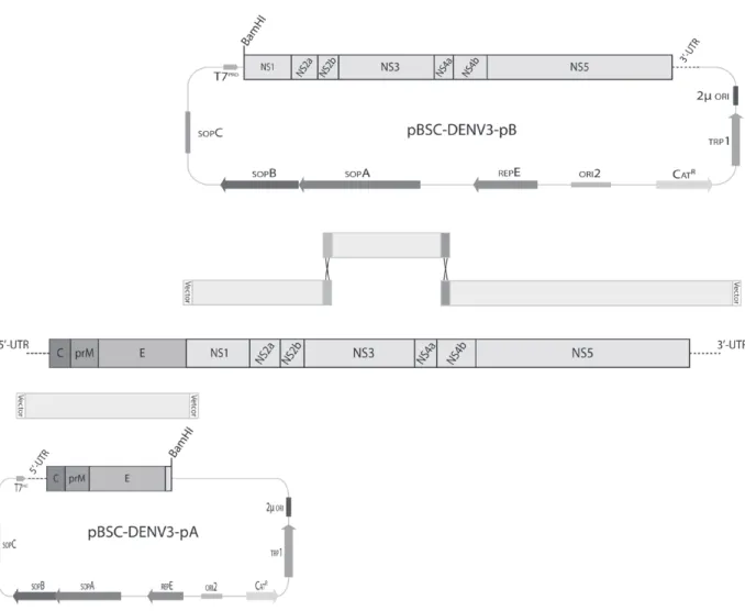 Figure 1 - Schematic diagram for the construction of a DENV3 infectious clone using a two-plasmid strategy