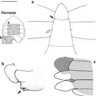Figure 10 - Callinectes danae, 4 th  stage of the juvenile phase: 