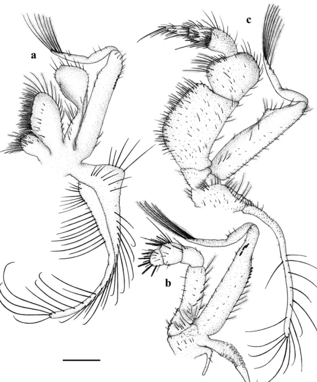 Figure 3 - Callinectes danae. 1 st  undifferentiated stage: A, 1 st  maxilliped;  B, 2 nd  maxilliped;  C, 3 rd  maxilliped