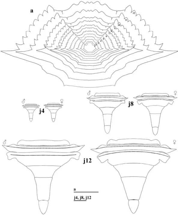 Figure 5 -  Callinectes danae. A, carapace development throughout all juvenile stages obtained (numbers represent the stage  of the juvenile phase); j4, j8 and j12, development of the abdomen shape of both males and females in 4 th , 8 th  and 12 th  stage