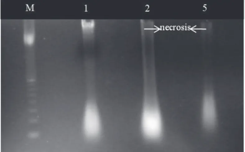Fig. 3 -  Agarose gel 1% with genomic DNA samples (5 µg) extracted  from radicle tips of germinated seeds of  Cedrela  fissilis  after   PEG-treatment and dehydration