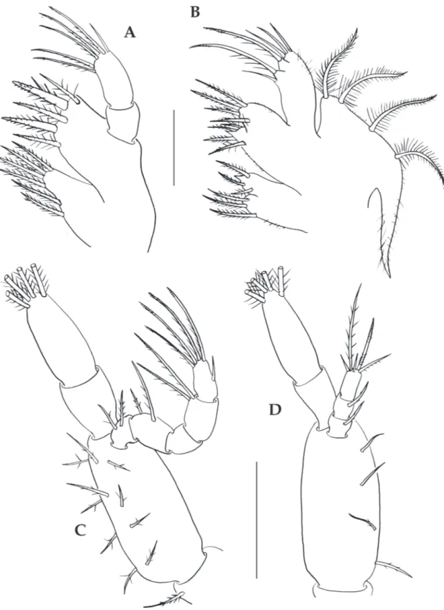 Fig. 2 - Callinectes sapidus, zoea I. A, Maxillule; B, Maxilla; C, First maxilliped; D, Second maxilliped