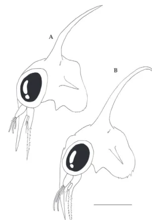 Fig. 4 - Cephalothorax, lateral view. A, Callinectes exasperatus; 