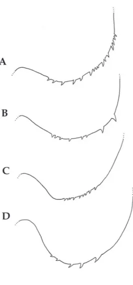 Fig. 5 - Cephalothorax, lateroventral margin. A,  Callinectes  bocourti;  B, Callinectes danae, C, Callinectes exasperatus; 