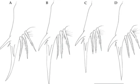 Fig. 7 - Telson furcae, detail of spinulation. A,  Callinectes bocourti; B, C. danae,  C,  C
