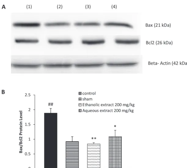 Figure 2 - The effect of aqueous extract (200 mg/kg) and ethanolic extract (200 mg/kg) of Crocus sativus on the spinal  cord protein levels of Bax (21 kDa) and Bcl2 (26 kDa) following western blotting (A) and relative density of Bax/