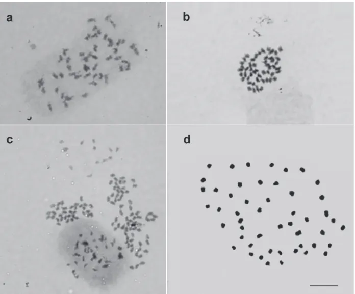 Figure 2 -  Cytogenetic preparations of Pitcairnia flammea (L. B. Smith) L. B. Smith with chromosomes at different levels of  chromatin compaction