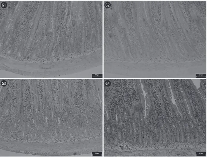 Figure 2 - Photomicrographs of jejunal mucosa of rats submitted to protein restriction and supplemented with probiotics