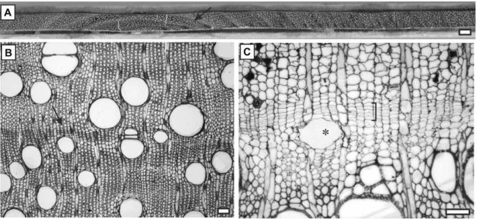 Figure 1 -  Growth rings in Centrolobium robustum (Vell.) Mart. ex Benth. (Fabaceae). A: Macroscopical observation in transverse  section of wood – note growth rings (arrow) and their variation in width