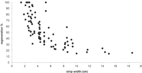 Figure 4 - Percentage of bark recovery in Drimys brasiliensis from different exploited strip  width after one year following harvesting.