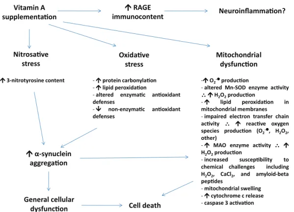 Figure 1 - A summary of possible effects elicited by vitamin A (either retinol or retinol palmitate) on the  mammalian central nervous system