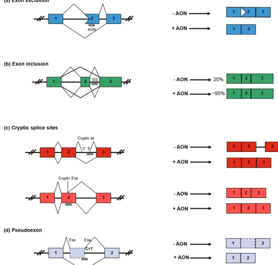 Figure 3 - antisense oligonucleotides (aoNs) therapies are used to correct pre-mRNa splicing