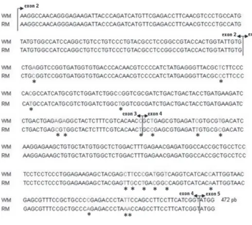 Figure 1 -  Consensus nucleotide sequences of partial α-skeletal muscle actin genes isolated from  white muscle (WM) and red muscle (RM) of Leporinus macrocephalus