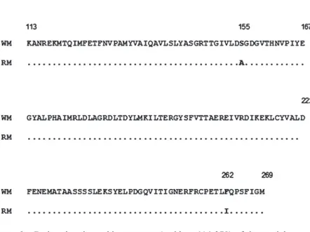 Figure 2 - Deduced amino acid sequences (residues 114-279) of the partial α-actin  skeletal muscle genes isolated from white muscle (WM) and red muscle (RM) of  Leporinus macrocephalus