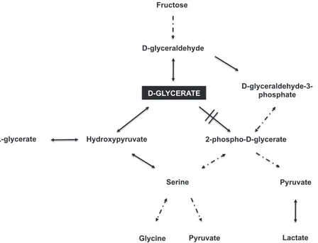 Figure 1 - Metabolic pathway involved in D-glyceric aciduria. Double-crossed arrow  represents the reaction catalyzed by D-glycerate 2-kinase, which is the impaired step  in the disease