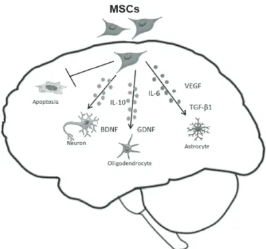 figure 1  - Schematic figure to show the mechanism of action of MSCs in  the CNS. The MSCs has been described to release neurotrophic factors  and anti-inflammatories cytokines (BDNF, GDNF, VEGF, TGF-β1,  IL-10, IL-6)