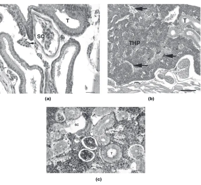 Figure 1 - a Kidney of larvae 2 dah, with tubules (T), capillary sinusoids (SC) and erythrocytes (arrow)